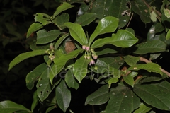 Ardisia solanacea